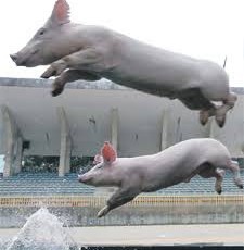 Afianzan porcicultores modelo integral de producción sustentable y social en Yucatán