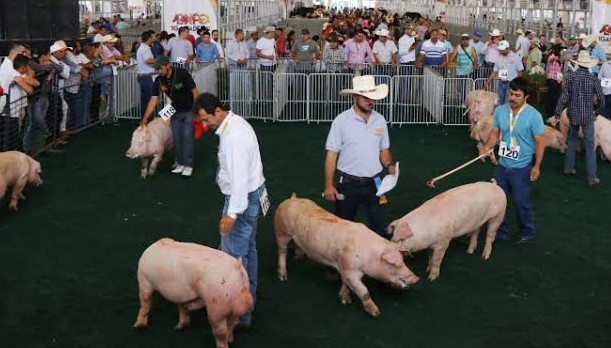 Comunicación transparente y positiva de los porcicultores a la comunidad y consumidores