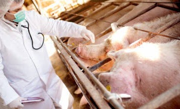 APLICACIÓN NORMATIVA BIENESTAR EN PORCINO