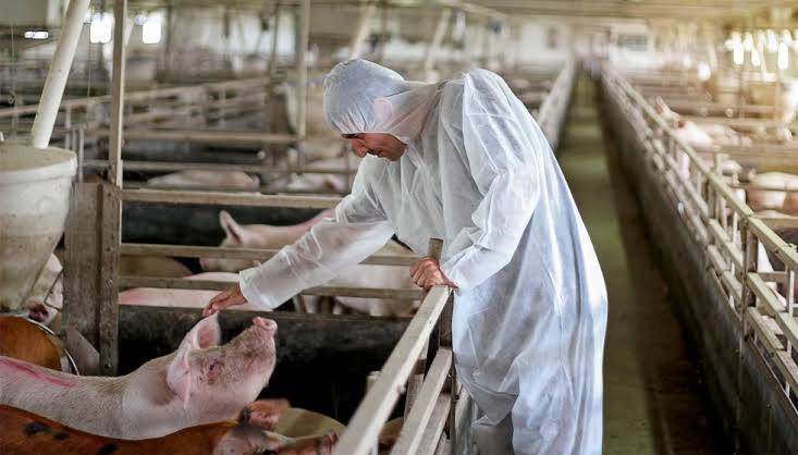 Necesarios el Humanismo y Principios Éticos en el Bienestar Animal Porcícola