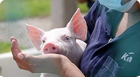 Necesarios el Humanismo y Principios Éticos en el Bienestar Animal Porcícola