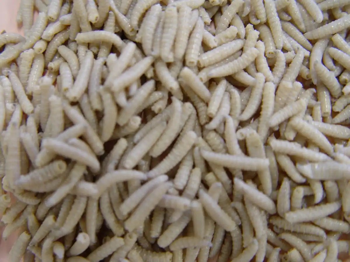 Extraen 150 gusanos de la boca