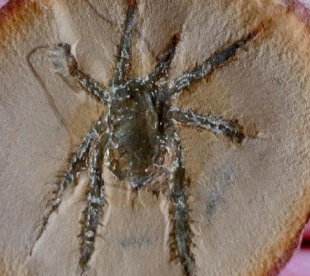 Encuentran un arácnido de 300 millones de años