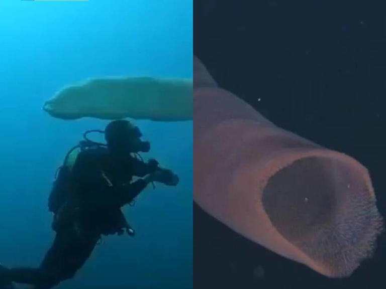 Extraños seres en las aguas de Estados