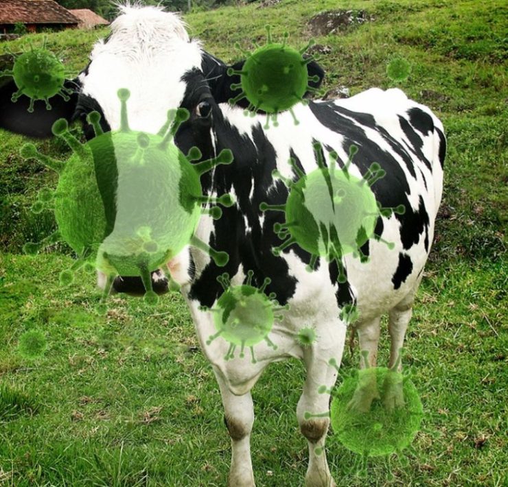 Un humano se contagia de gripe aviar