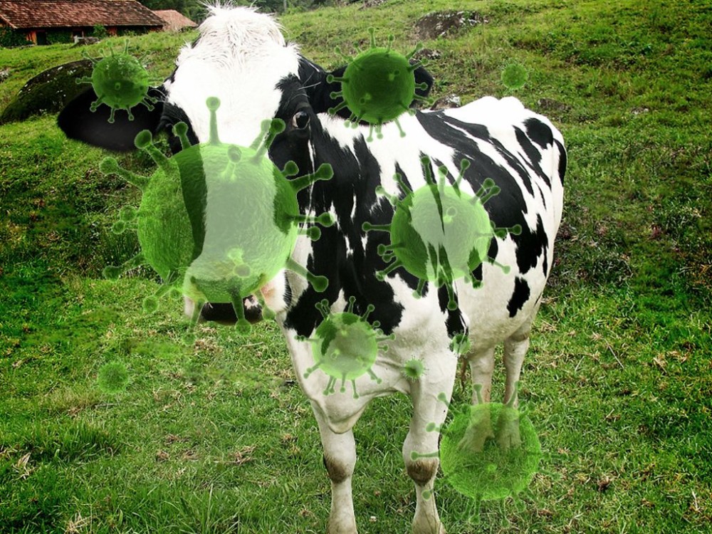 Un humano se contagia de gripe aviar