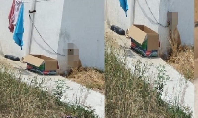 Imputan a mujer que dejo morir a su perrito amarrado en el sol