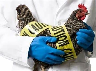 Una epizootia mundial de gripe Aviar