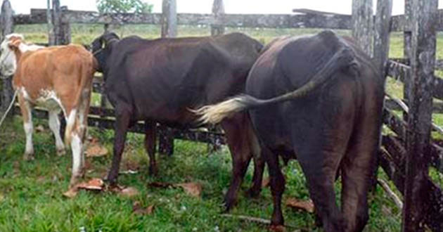 Aumenta robo de ganado en Veracruz