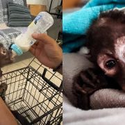 Mono araña es rescatado por Profepa en Veracruz