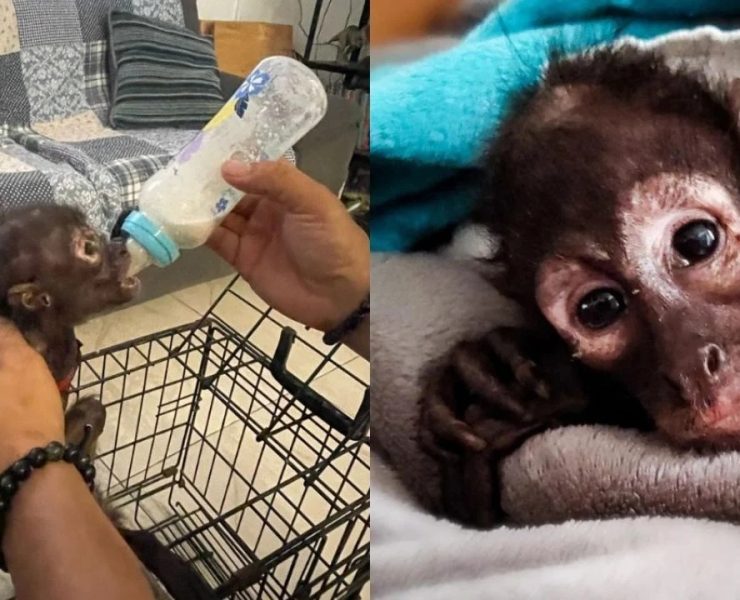 Mono araña es rescatado por Profepa en Veracruz