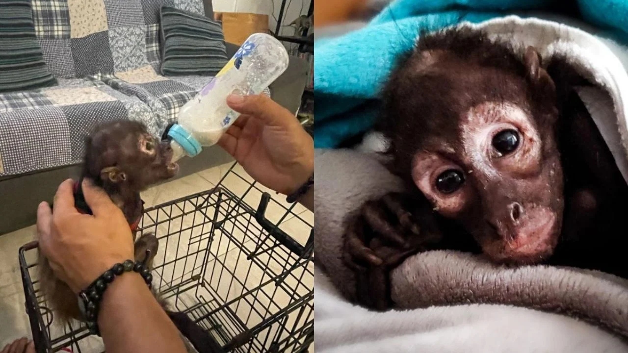 Mono araña es rescatado por Profepa en Veracruz