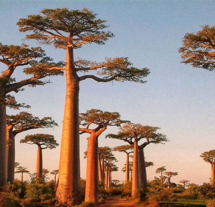 Científicos estudian los árboles baobabs