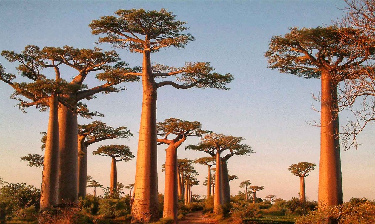 Científicos estudian los árboles baobabs
