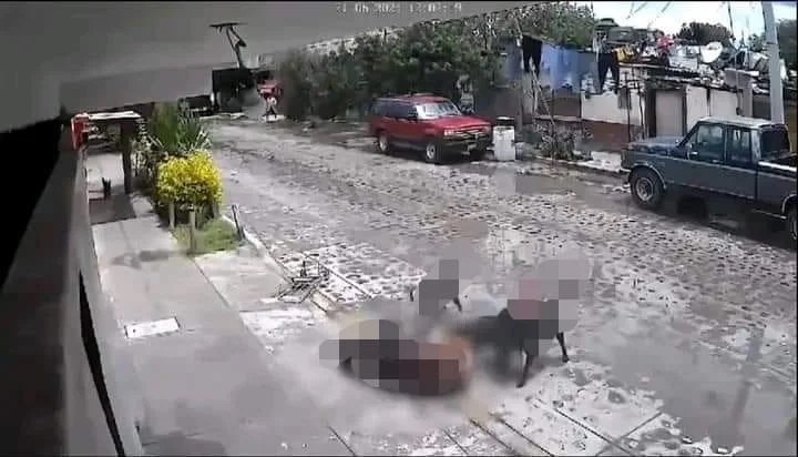 Abuelita es atacada por perros en Querétaro