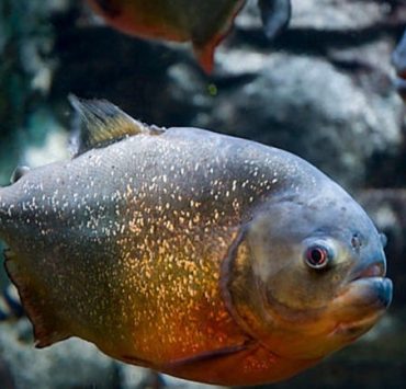 Descubren una nueva especie de piraña