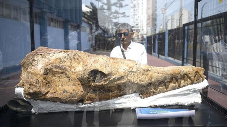 Perú presenta antiguo fósil marino. Ancestro del tiburón moderno