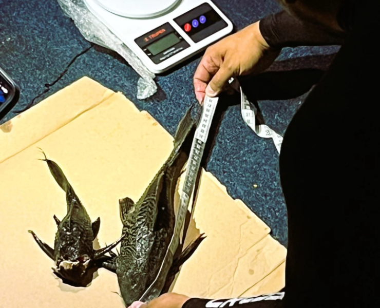 Pez Diablo en la Laguna de Bacalar